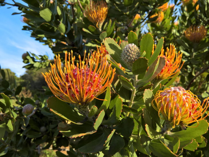 Protea - Kirstenbosch Botanical Gardens - Kaapstad - 2017